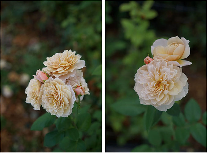Fresh Charlotte Perriand Roses at the Wabara Nursery