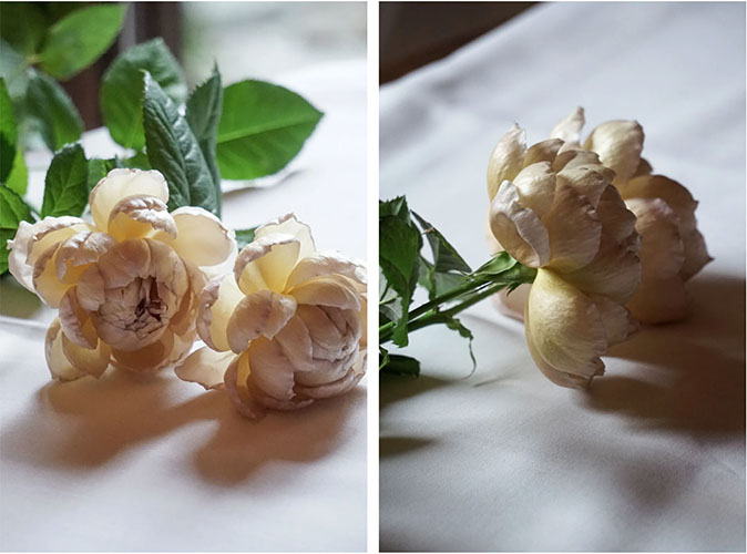 Dried Charlotte Perriand Roses on display